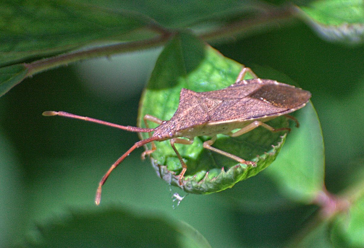 Coreus marginatus? No, Gonocerus acuteangulatus